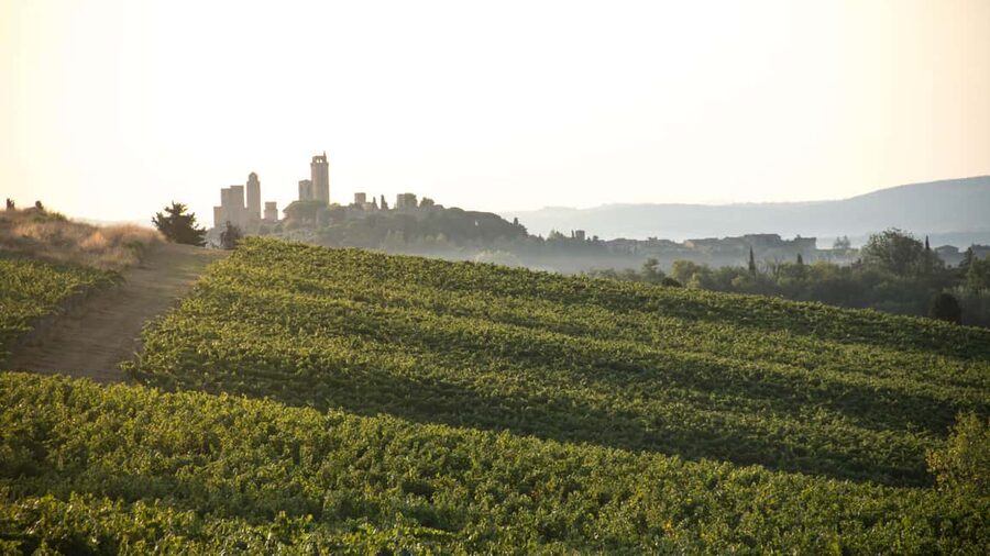San Gimignano: Wine and Food Tasting in a Family Winery - Who will enjoy this Casa Lucii visit