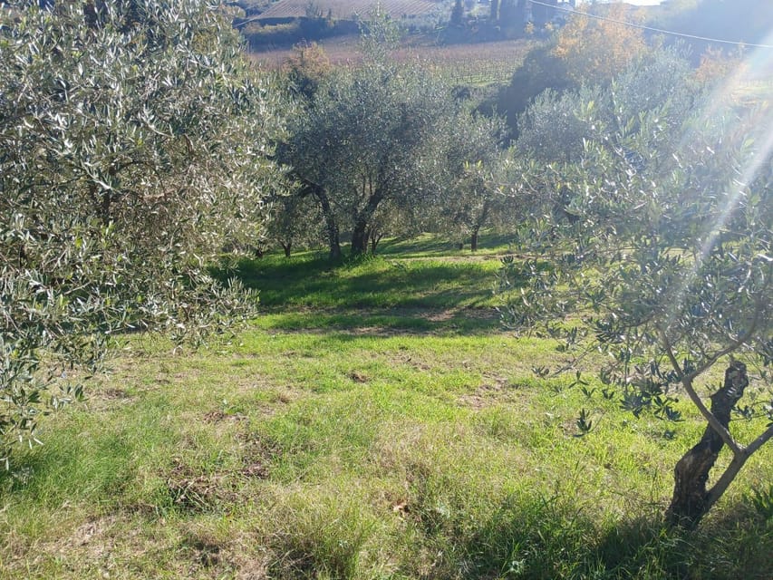 San Gimignano: Winery Visit with Picnic in Olive Grove - Key points to know before booking