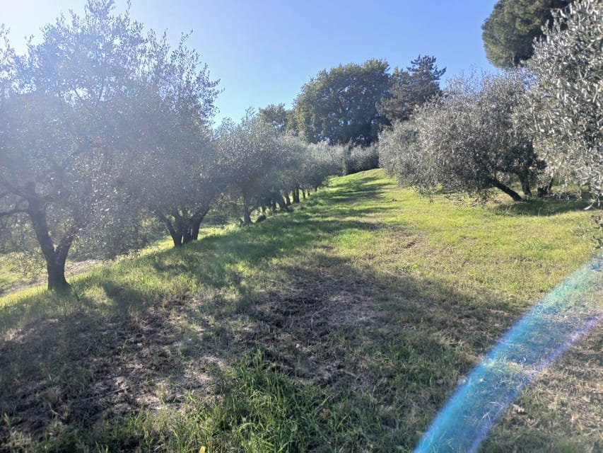 San Gimignano: Winery Visit with Picnic in Olive Grove - Why this picnic feels different from a standard vineyard lunch