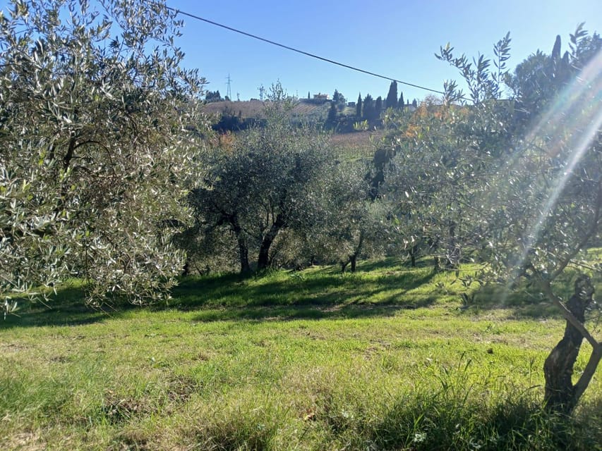 San Gimignano: Winery Visit with Picnic in Olive Grove - Choosing between Chianti and Vernaccia