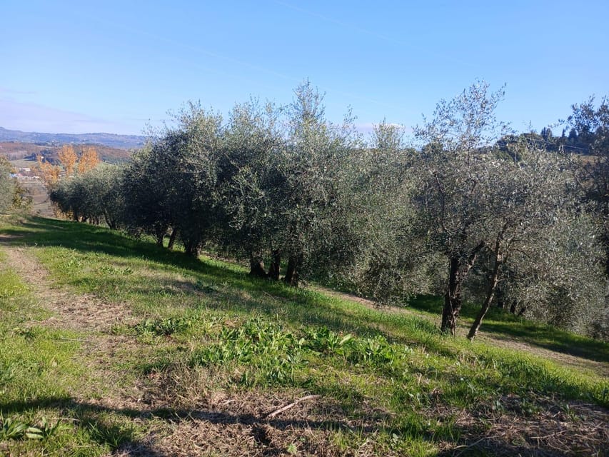San Gimignano: Winery Visit with Picnic in Olive Grove - Olive oil gives the visit extra depth