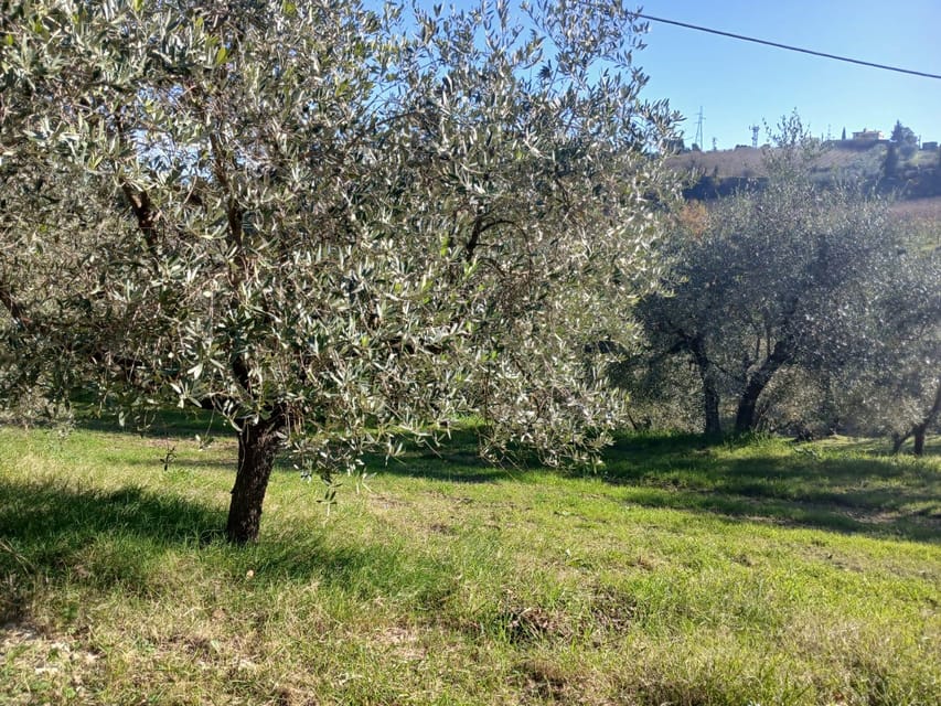 San Gimignano: Winery Visit with Picnic in Olive Grove - The setting and pace
