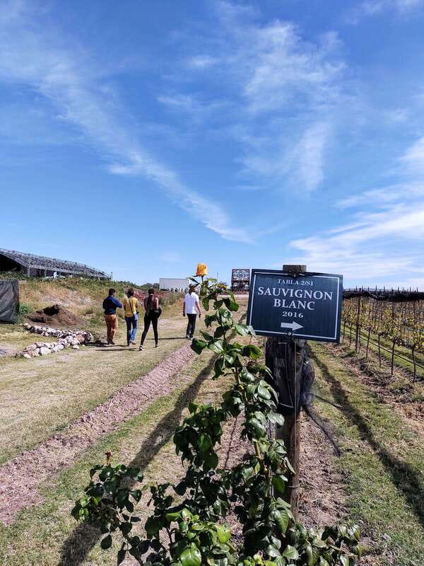 San Miguel de Allende: Local Vineyard Tour & Wine Tasting - Is $121 a Fair Price?