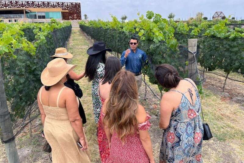 San Miguel de Allende: Local Vineyard Tour & Wine Tasting - Choosing Between the Five Wine Menus