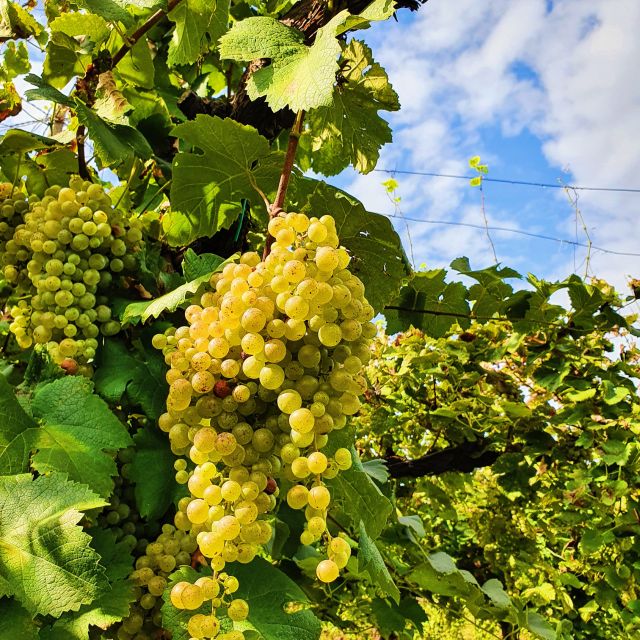 San Pietro di Feletto: Vineyard Tour with Cellar Visit - A Vineyard Visit Built Around the View