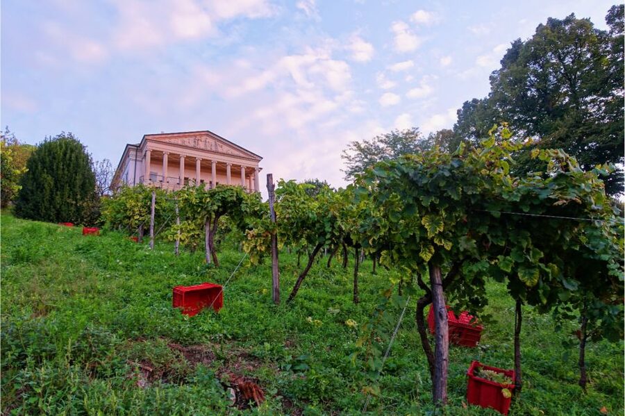 San Pietro di Feletto: Vineyard Tour with Cellar Visit - The Former Castle Site and 360-Degree View