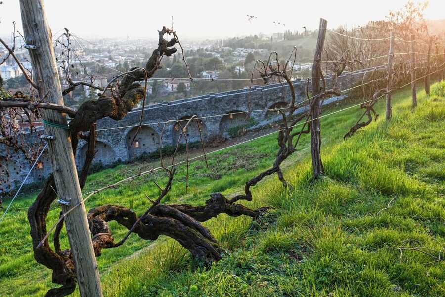 San Pietro di Feletto: Vineyard Tour with Cellar Visit - Prosecco Superiore DOCG, Pinot Grigio, and the Extra Brut Choice