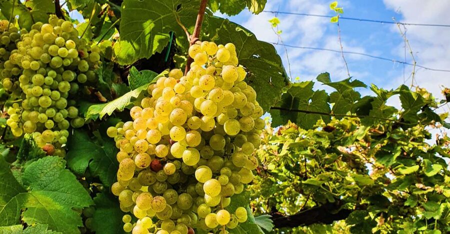 San Pietro di Feletto: Vineyard Tour with Cellar Visit - The 1600 Pink House and Ancient Stables