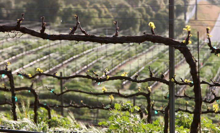 Santa Barbara: 3-Winery Tour Includes Tastings & Lunch inSYV - Third winery: finish on a high note when the route aligns