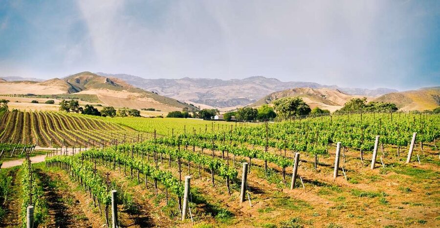 Santa Barbara: Wine Country Tour with Lunch - What $225 buys you