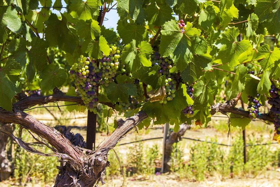 Santa Barbara: Wine Country Tour with Lunch - Is Rooted Vine Wine Tours a good choice?