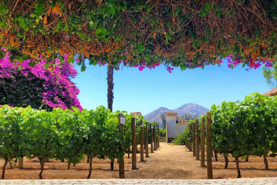 Santa Rita Vineyard Tour: History, Wine, and Outdoor Picnic - Why Santa Rita makes a strong day trip from Santiago