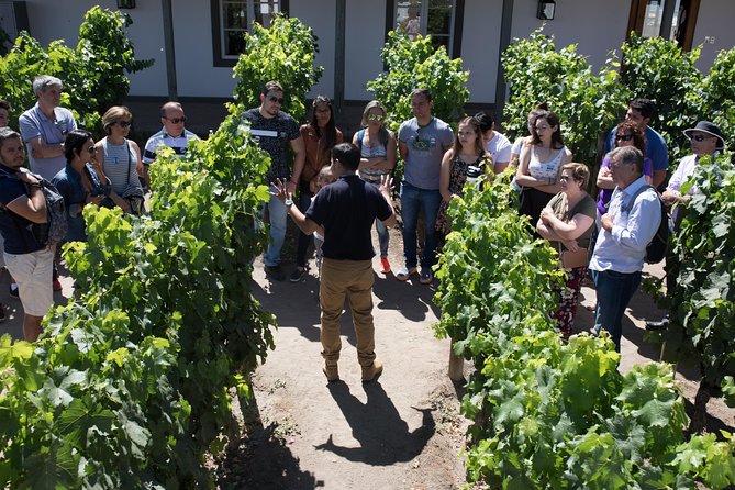 Santa Rita Winery Selection Tour - Walking through vineyards and the varietal garden