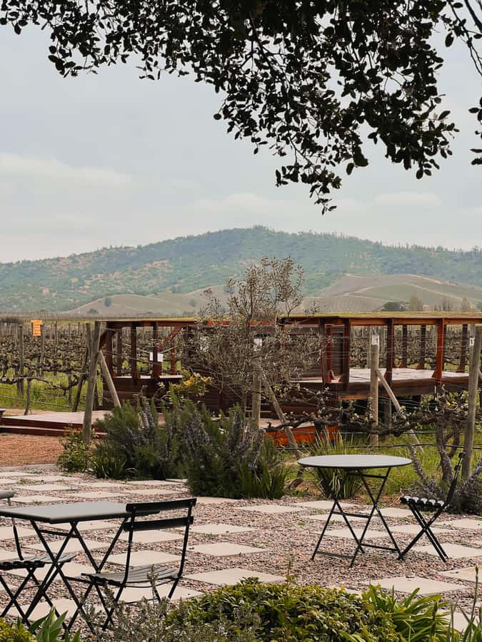 Santiago: Casa del Bosque Winery with Tasting and Lunch - A five-hour escape to Chilean wine country