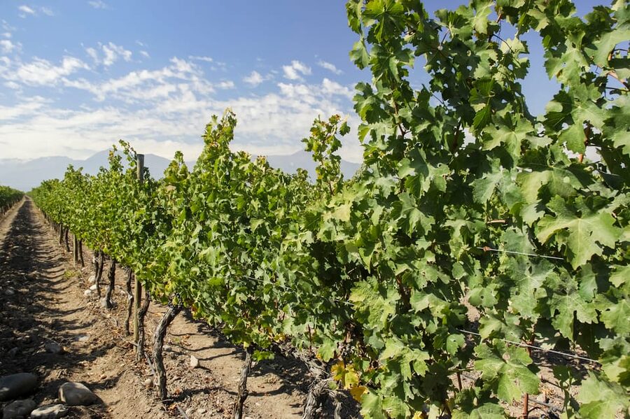Santiago: Concha y Toro and Undurraga Vineyards Tour - Is the $76 price fair?