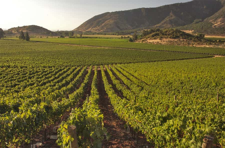 Santiago: Concha y Toro and Undurraga Vineyards Tour - Two wineries, two different introductions to Chilean wine