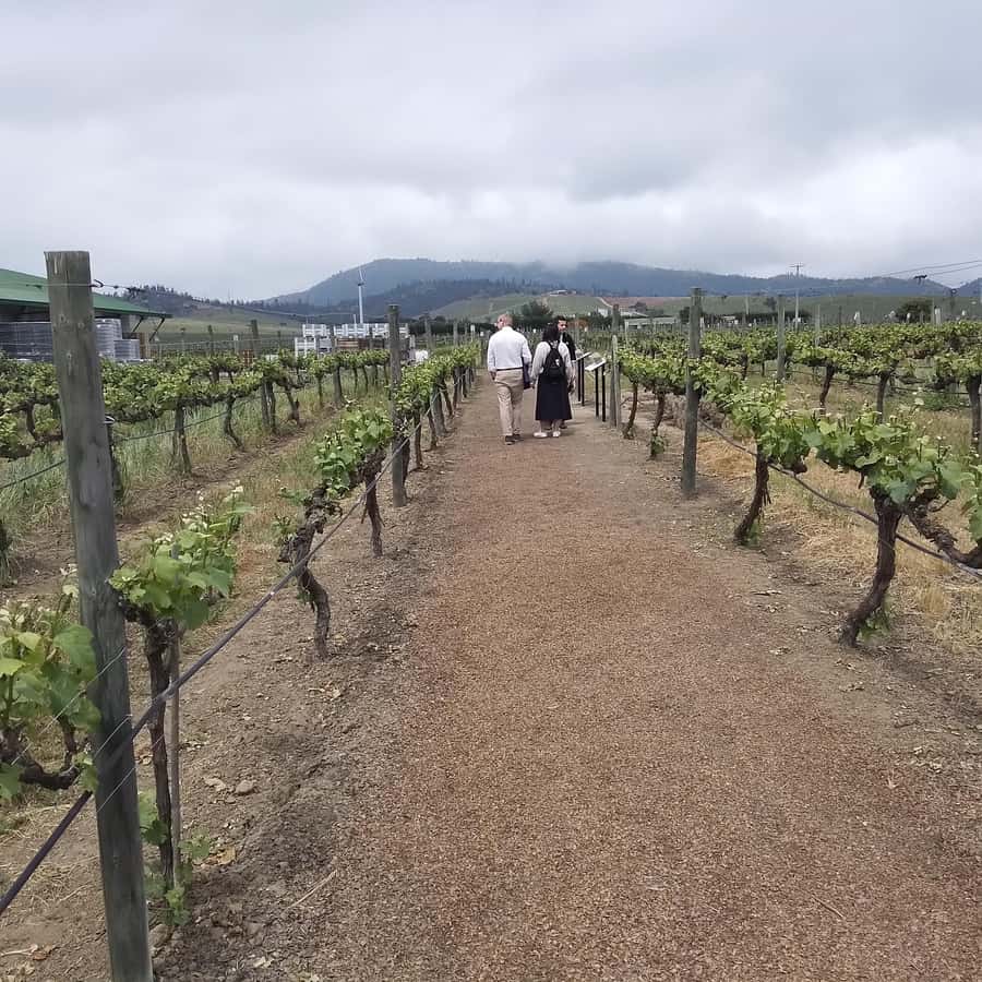Santiago: Cousiño Macul Vineyard Premium Tasting Tour - The gift glass and winery shop