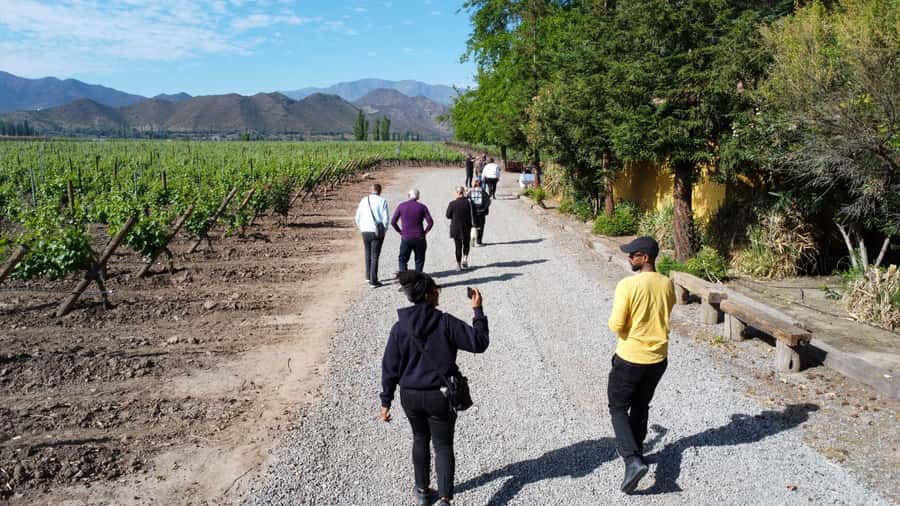 Santiago: Inca Lagoon Tour with Local Vineyard and Tasting - The return trip includes a simple llama stop