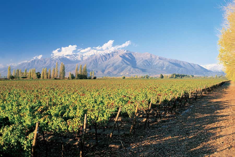 Santiago: Main Chilean Wineries Private Half-Day Tours - Why this half-day wine tour works from Santiago