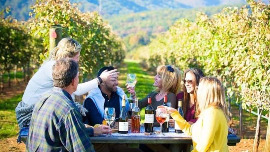 Santiago: Maipo Valley Wine Tasting Tour with 4 Vineyards - TerraMater: olive oil, lunch, and a needed pause