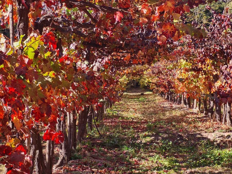 Santiago: Maipo Valley Wine Tasting Tour with 4 Vineyards - The guide and vehicle make a real difference
