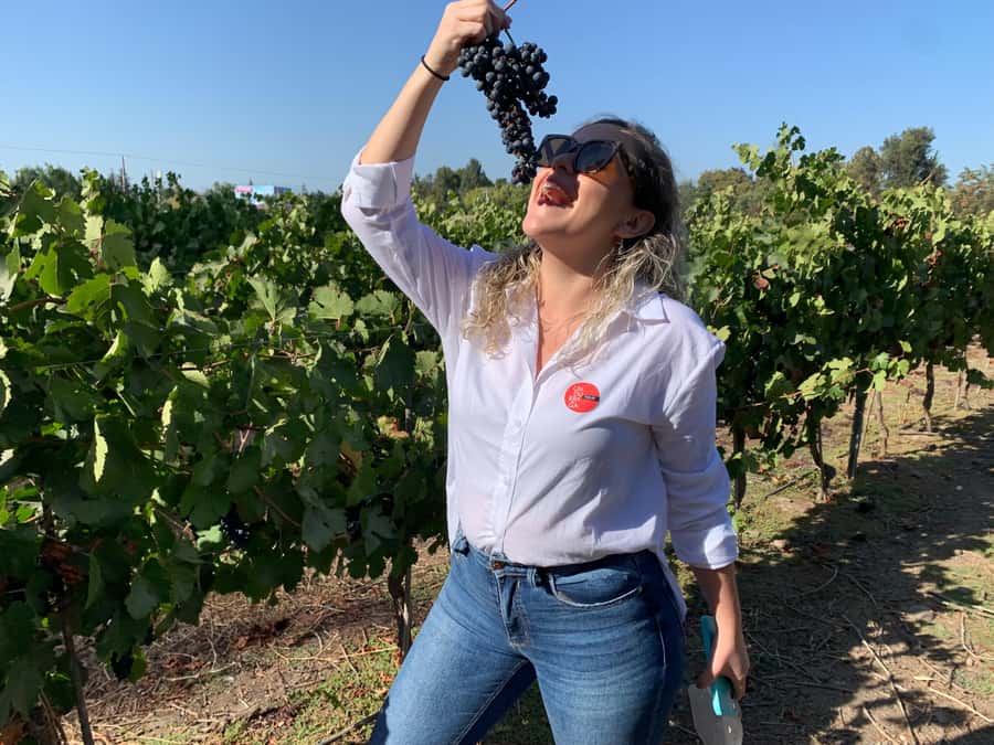 Santiago: Maipo Valley Wine Tasting Tour with 4 Vineyards - Santa Ema: a polished tasting with a shorter visit