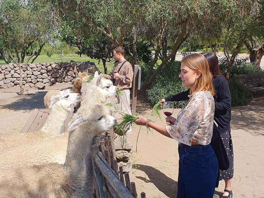 Santiago: World-class Wines, Visit to 4 Vineyards and Tanino - Who should book this wine day