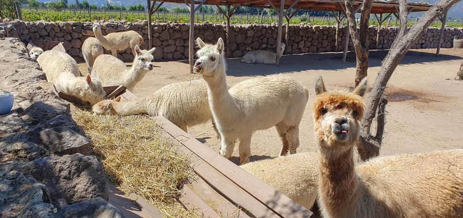 Santiago: World-class Wines, Visit to 4 Vineyards and Tanino - Casas del Bosque and the Tanino lunch stop