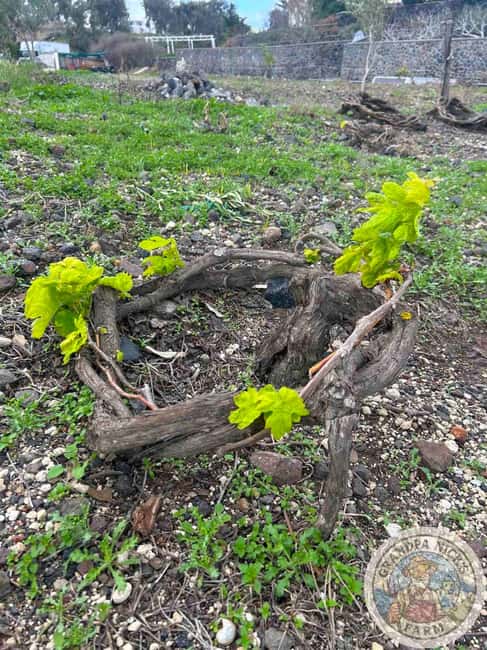 Santorini: Farm and Winery Guided Tour - Why the farm is the heart of the experience