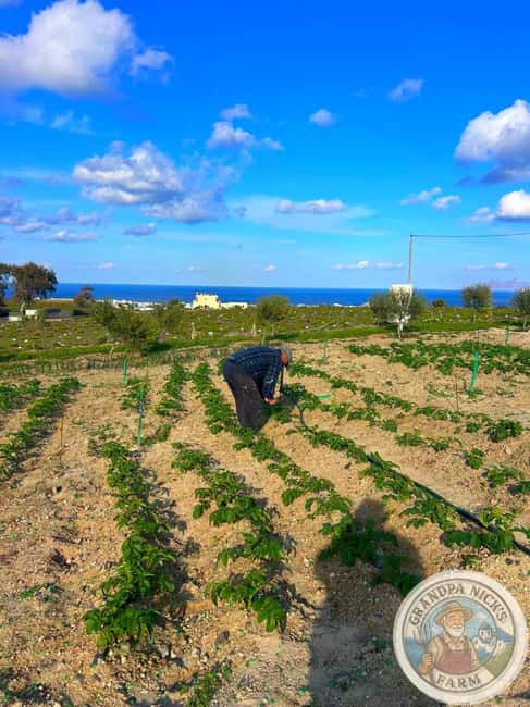 Santorini: Farm and Winery Guided Tour - The cooking element needs a quick check