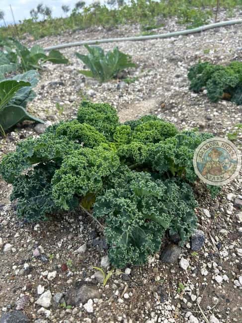 Santorini: Farm and Winery Guided Tour - Walking among Santorini’s basket-shaped vines