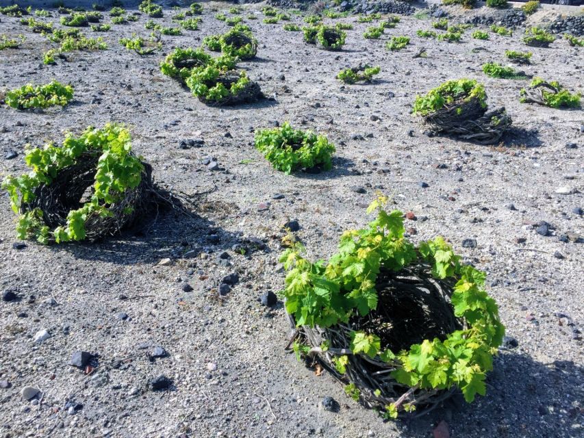 Santorini: Guided Tour to 3 Wineries with Wine Tastings - A calm start at Estate Argyros