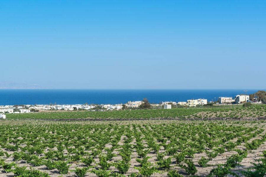 Santorini: Guided Wineries Private Tour with Wine Tastings - Why Santorini wine deserves a half-day