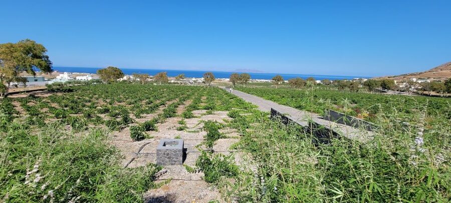 Santorini: Three Wineries and One Brewery Tour with Tastings - Why Santorini wine tastes different