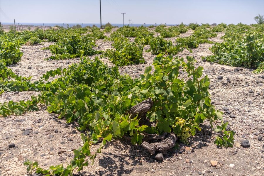 Santorini: Three Wineries and One Brewery Tour with Tastings - How the guides shape the experience