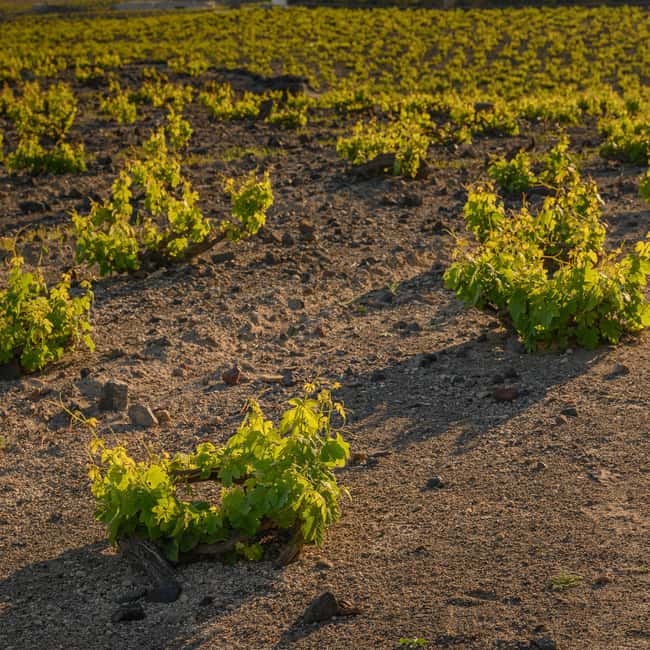 Santorini: Through the Grapevine Tour Winery Tasting Tour - Who will enjoy this tour most?