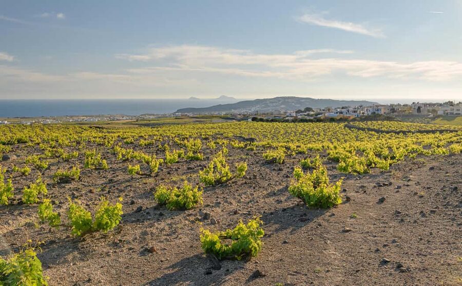 Santorini: Through the Grapevine Tour Winery Tasting Tour - Why the eight-person limit matters