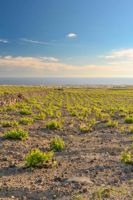 Santorini: Through the Grapevine Tour Winery Tasting Tour - Is $209 a fair price?