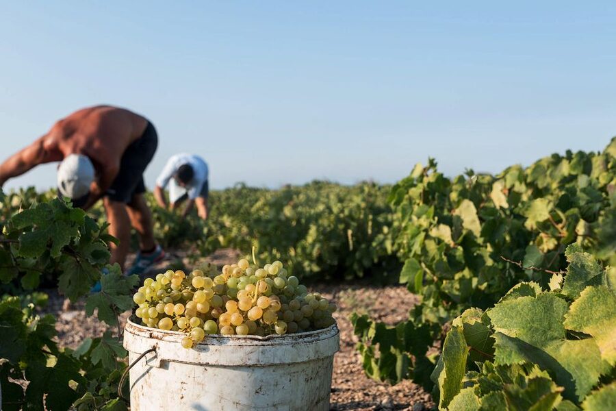 Santorini Wine Roads: Tour of 3 Wineries with a Sommelier - Key points to know before you book