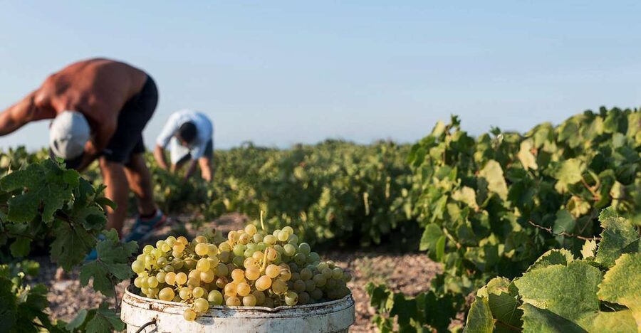 Santorini Wine Roads: Tour of 3 Wineries with a Sommelier - The second and third wineries: comparing volcanic wines