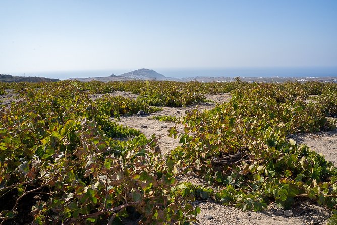 Santorini Wine Roads Tour with Wine Tastings Morning & Sunset - Key points worth knowing