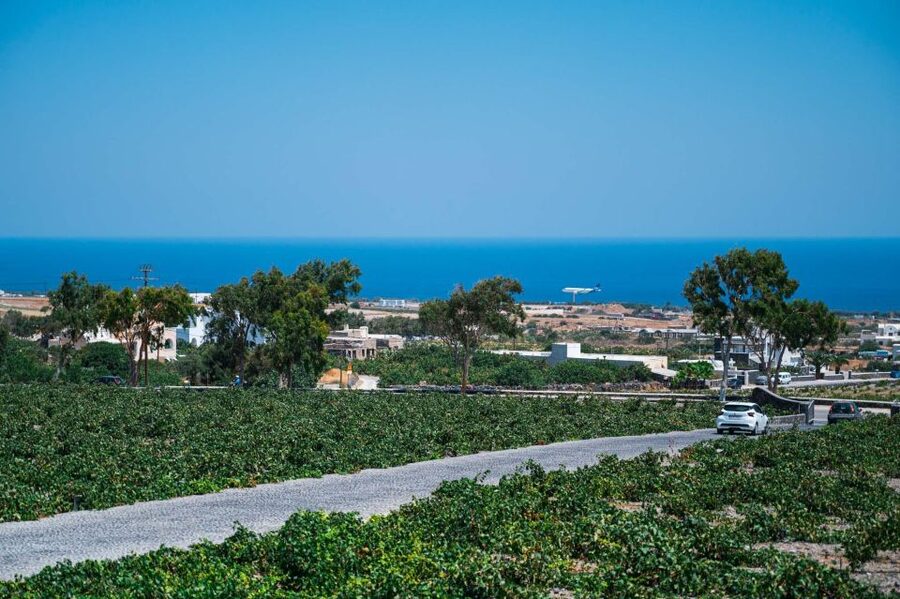 Santorini Wine Tasting and Vineyard Tour - Stop two: a shorter 45-minute winery visit