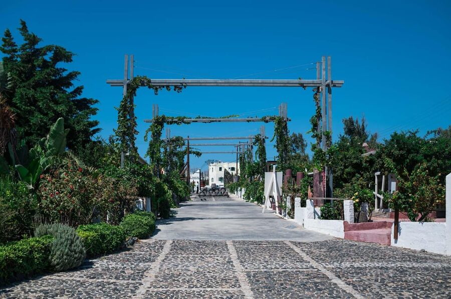 Santorini Wine Tasting and Vineyard Tour - What you will taste, from assyrtiko to vinsanto