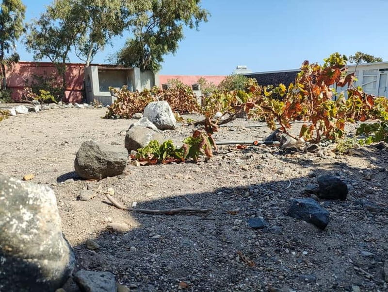 Santorini: Wine Tasting in locals wineries - Estate Argyros and a family wine tradition