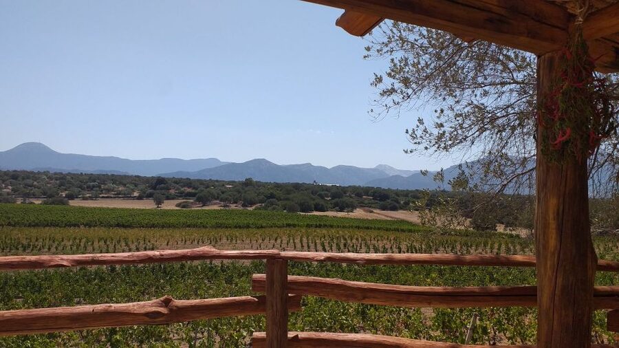 Sardinia: Dorgali Winery Tour with Tasting and Local Guide - Key points to know before you go