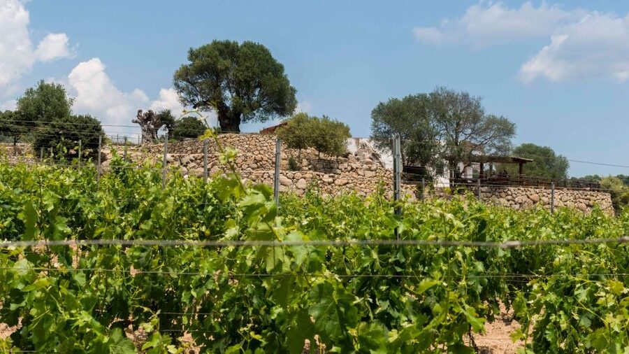 Sardinia: Dorgali Winery Tour with Tasting and Local Guide - Should you book it?