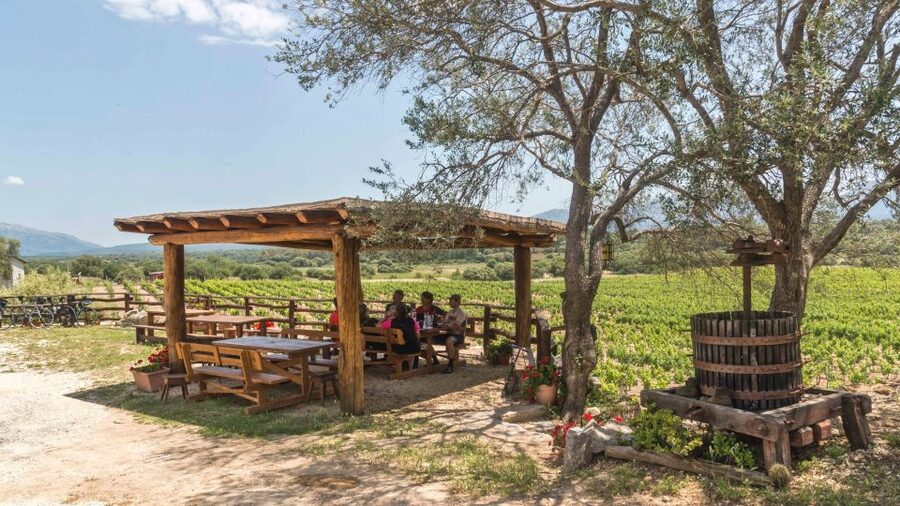 Sardinia: Dorgali Winery Tour with Tasting and Local Guide - Three wines that show Sardinia from different angles