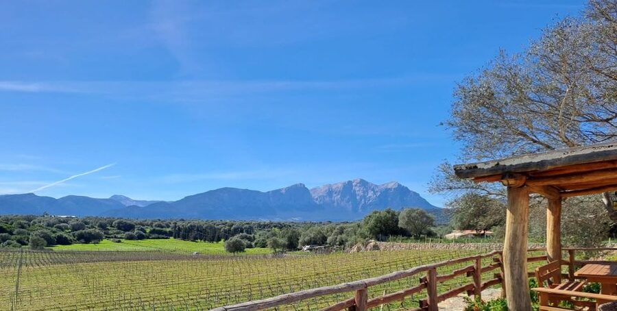 Sardinia: Dorgali Winery Tour with Tasting and Local Guide - Is $66 a fair price for two hours?
