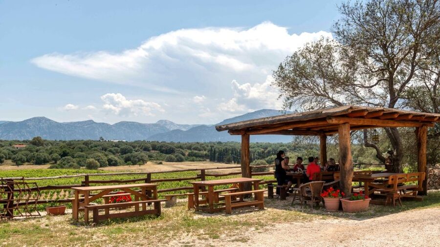 Sardinia: Dorgali Winery Tour with Tasting and Local Guide - Timing, meeting point, and practical details