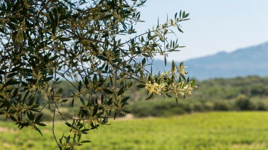 Sardinia: Dorgali Winery Tour with Tasting and Local Guide - Who will enjoy this Dorgali wine tour most?